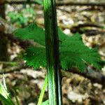 Rubus camptostachys 樹皮