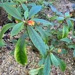 Impatiens auricoma Vekstform