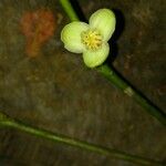 Peltostigma guatemalense Virág