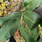 Hedychium gardnerianum Leaf