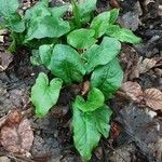 Arum cylindraceum Deilen