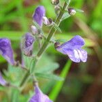 Scutellaria integrifolia 花