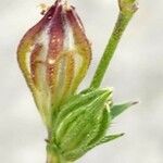 Silene apetala Fruit