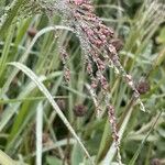 Panicum miliaceum 葉