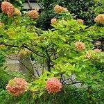 Hydrangea paniculata आदत