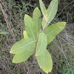 Asclepias viridiflora Fuelha