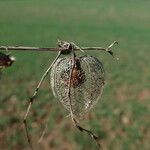 Physalis alkekengi Fruchs