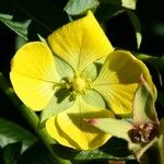 Ludwigia peruviana Flower