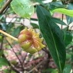 Illicium floridanum Fruit