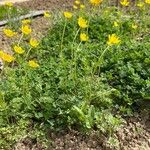 Ranunculus millefoliatus Habit
