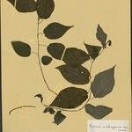 Fatoua madagascariensis Otro