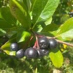 Aronia melanocarpa Plod