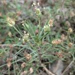 Plantago sempervirens Habit