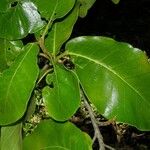 Ficus popenoei Leaf