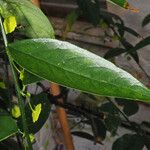 Breynia androgyna Leaf