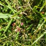 Alysicarpus glumaceus Flower