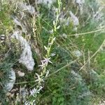 Asyneuma limonifolium Květ