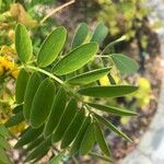 Senna surattensis Hoja