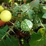 Solanum virginianum Fruto