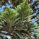 Araucaria columnarisLapas