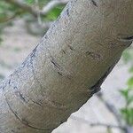 Salix daphnoides Bark