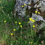 Ranunculus illyricus Flor