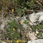 Medicago coronata Hábito