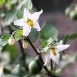 Solanum villosumFloro