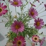 Argyranthemum frutescensFloro