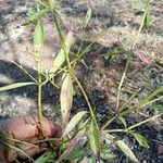 Andrographis paniculata Blad