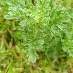 Senecio sylvaticusLeaf