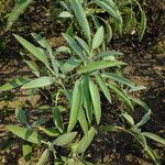 Salvia officinalis Leaf