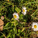 Bellis perennis 花