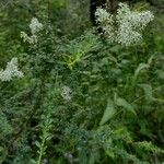 Bursaria spinosa Habit