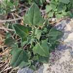 Atriplex prostrataLeaf