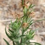 Erigeron bonariensisFleur