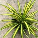 Pandanus pygmaeus Flor