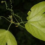 Passiflora platyloba Blad