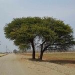 Vachellia erioloba Hábito