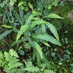 Blechnum spicant موطن