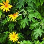 Tithonia diversifolia Blad