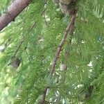 Taxodium distichum Φρούτο