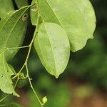 Celtis prantlii Hoja