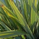 Phormium tenax Fuelha