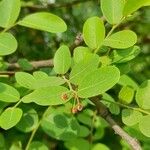 Phyllanthus reticulatus Blatt