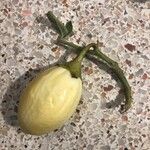 Solanum muricatum Fruit