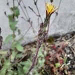 Lactuca virosaBlüte