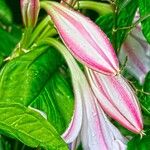 Crinum latifolium Fleur