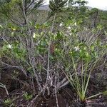 Gardenia aubryi Habitus