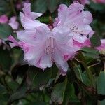 Rhododendron oreodoxa 花